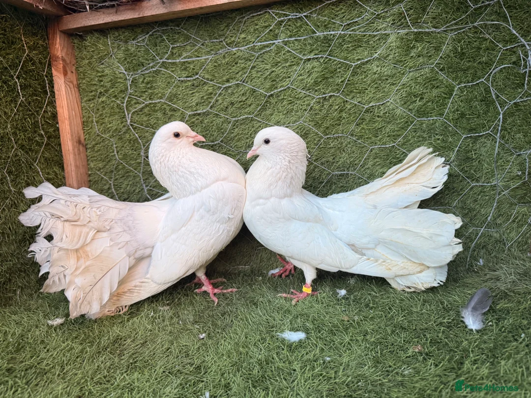 Pigeons birds for sale: Strong Breeding Pigeon Pairs – £70 Per Pair - Advert 2
