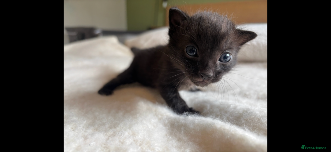 Bengal cats for sale: 4 Rare Tica Registered Bengal Kittens - Image 10