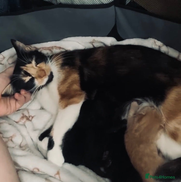 Mixed Breed cats Calico kittens for sale - Advert 17