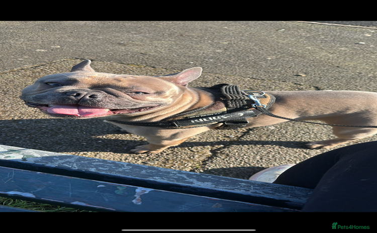 French Bulldog dogs - Advert 2