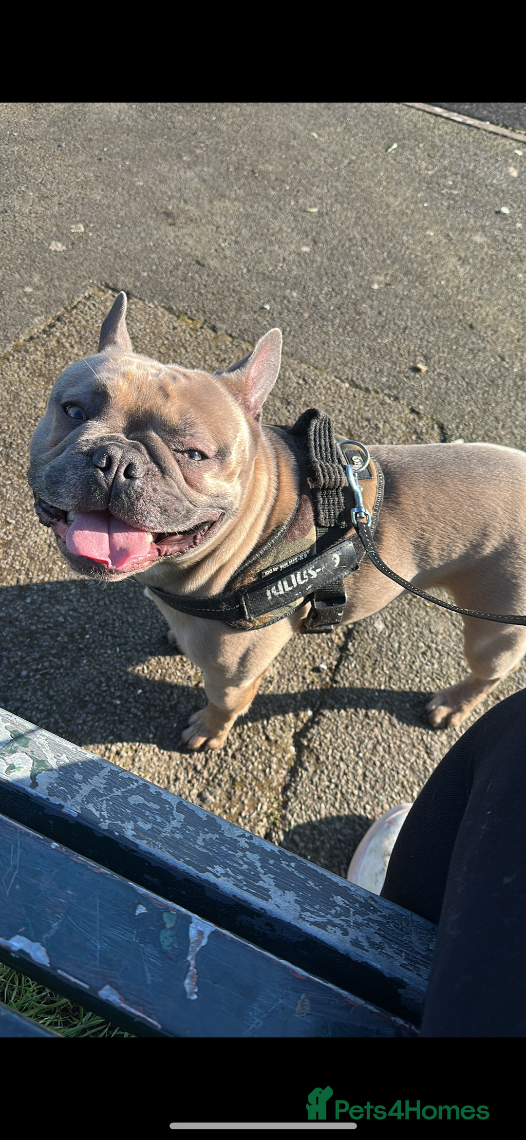 French Bulldog dogs for sale: FRENCH BULLDOG  - Image 1