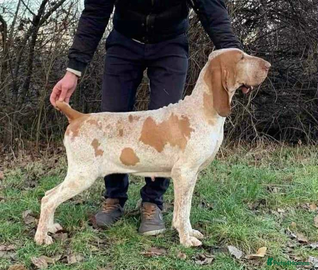 Bracco Italiano dogs for sale: KC TOP QUALITY BRACCO PUP AVAILABLE  - Advert 30