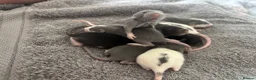 Rat rodents for sale: Beautiful siamese baby rats - Advert 6