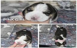 Beagle dogs for sale: Beautiful KC Beagle Puppies – DNA Health Tested  - Image 2