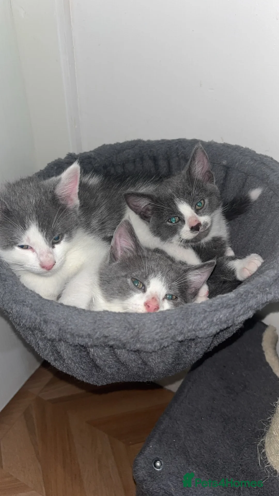Domestic Shorthair cats for sale: Russian Blue x Domestic Shorthair Kittens - Advert 2