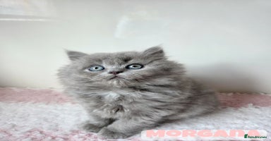 British Shorthair cats - Advert 4