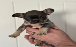 Mixed Breed dogs for sale: French bullhuahua - Advert 4
