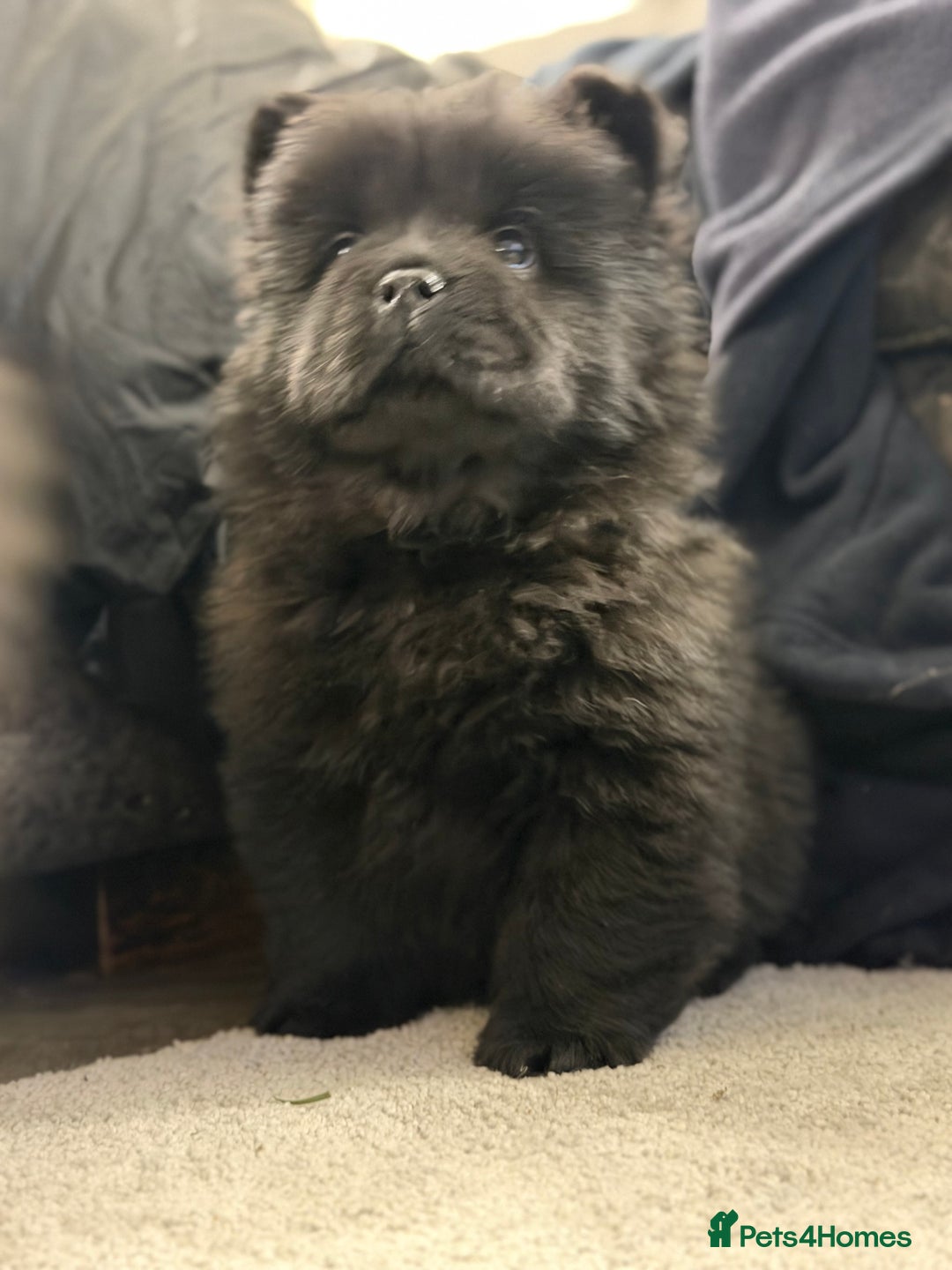 Chow Chow dogs for sale: Ready to go to their new homes.  - Advert 26