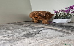 Toy Poodle dogs for sale: Beautiful Red Toy Poodle Puppies - Image 20