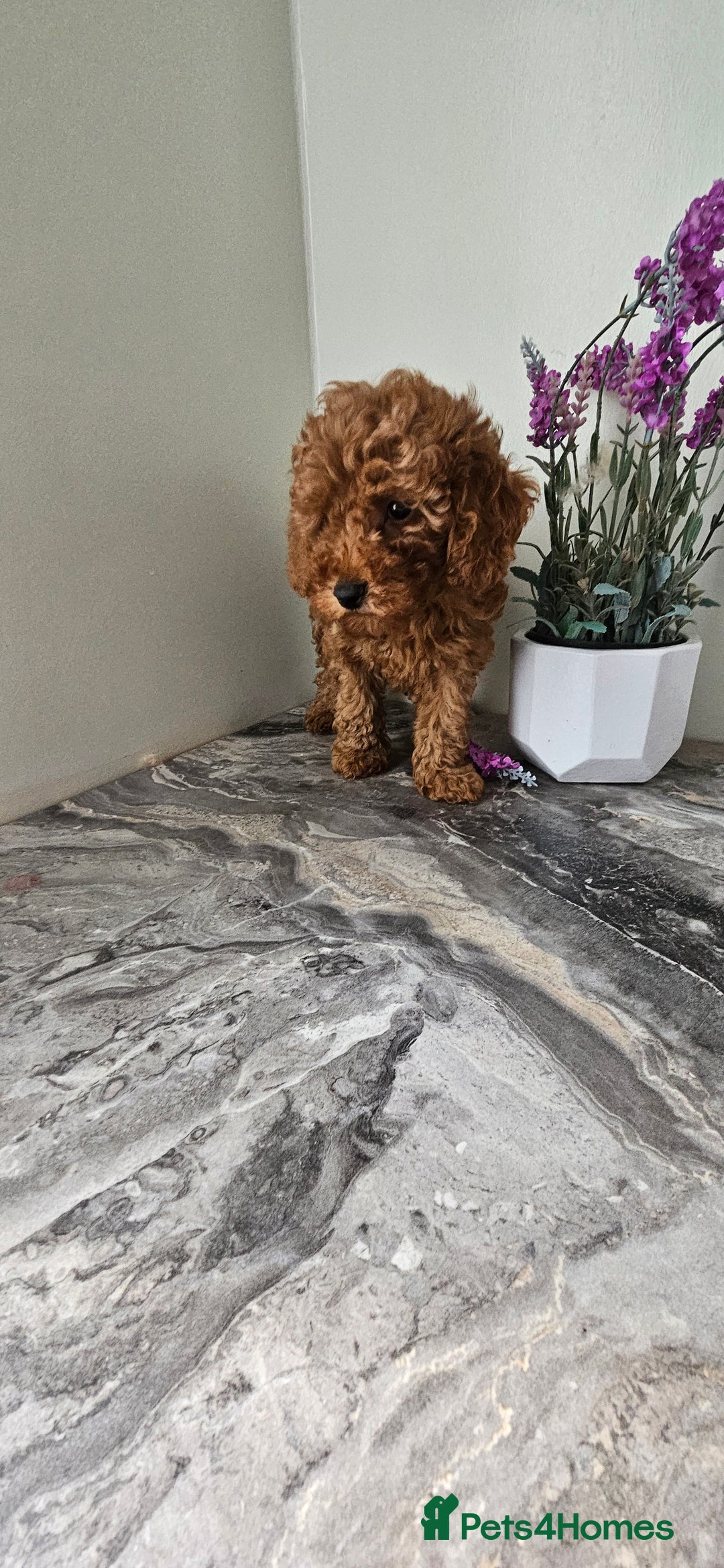 Toy Poodle dogs for sale: Beautiful Red Toy Poodle Puppies - Image 20