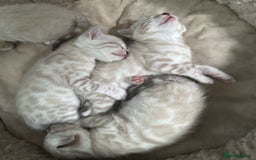 Bengal cats for sale: Snow lynx bengal kittens - Image 9