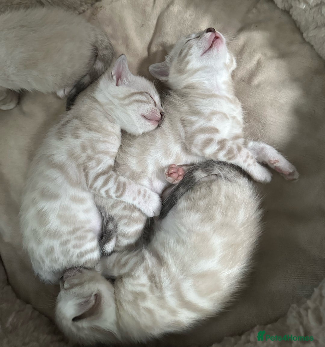 Bengal cats for sale: Snow lynx bengal kittens - Image 9