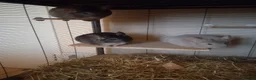 Chinchilla rodents for sale: 3 male chinchillas, plus  Critter Nation cage.  in Worthing - Advert 3