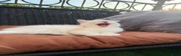 Ragdoll cats for sale: Just one Ragdoll left CARLOS  - Advert 3