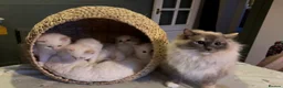 Ragdoll cats for sale: Stunning Ragdoll kittens Flame & Bicolour  - Advert 11
