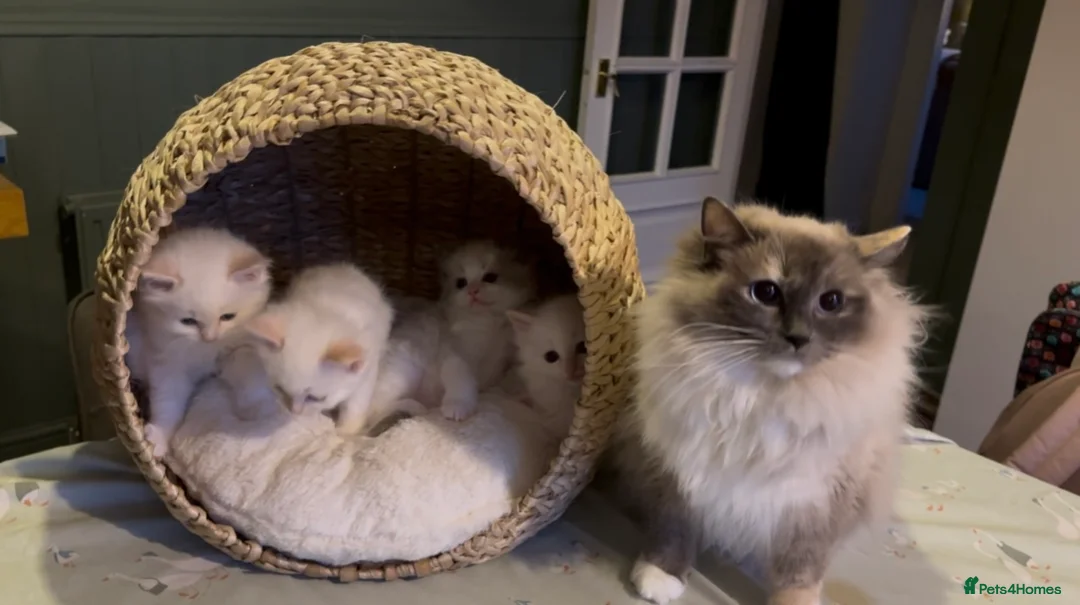Ragdoll cats for sale: Stunning Ragdoll kittens Flame & Bicolour  - Advert 11