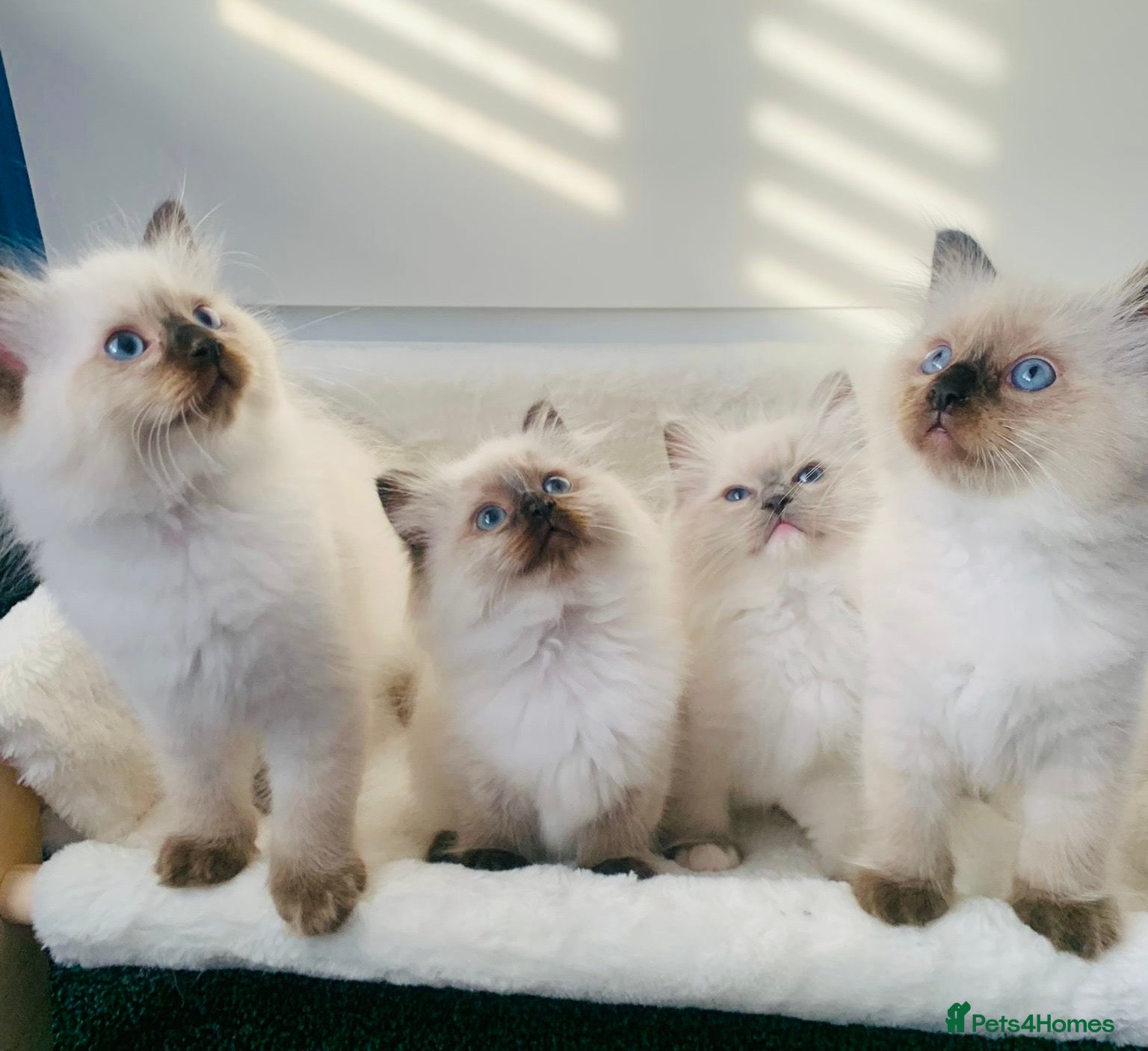 Ragdoll cats CHAMPION BLOODLINE RAGDOLL KITTENS 🥇🏅 - Advert 11