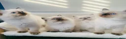 Ragdoll cats for sale: CHAMPION BLOODLINE RAGDOLL KITTENS 🥇🏅 - Advert 1