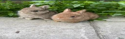 Netherland Dwarf rabbits for sale: Pure Netherland Dwarf - Advert 4