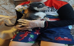 Chihuahua dogs for sale: 3 beautiful chihuahua puppies - Image 4