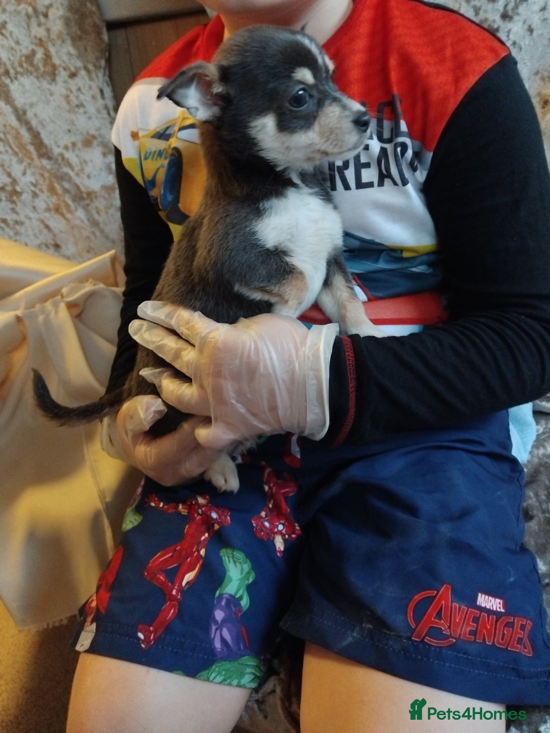 Chihuahua dogs for sale: 3 beautiful chihuahua puppies - Image 4