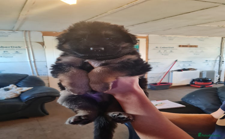 German Shepherd dogs Long haired black & tan kc german shepherd puppies - Advert 2