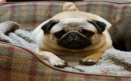 Frug dogs for sale: Beautiful Frug Babies 😍 - Image 30