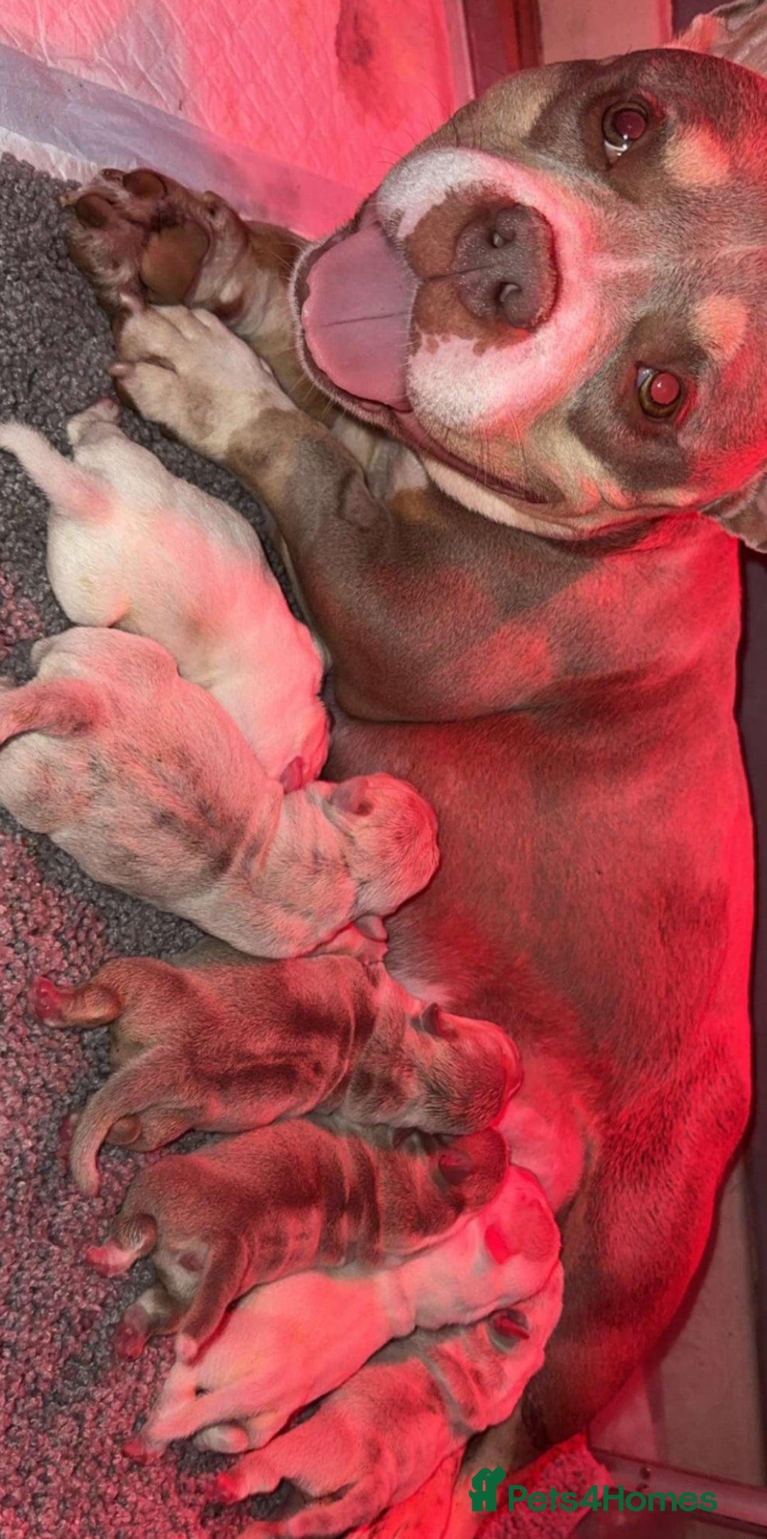 American Bully dogs for sale: Top quality micro bully’s  - Image 2