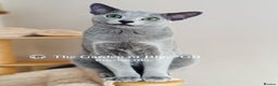 Russian Blue cats for sale: Adorable 6-Month-Old Russian Blue Kittens - Advert 11