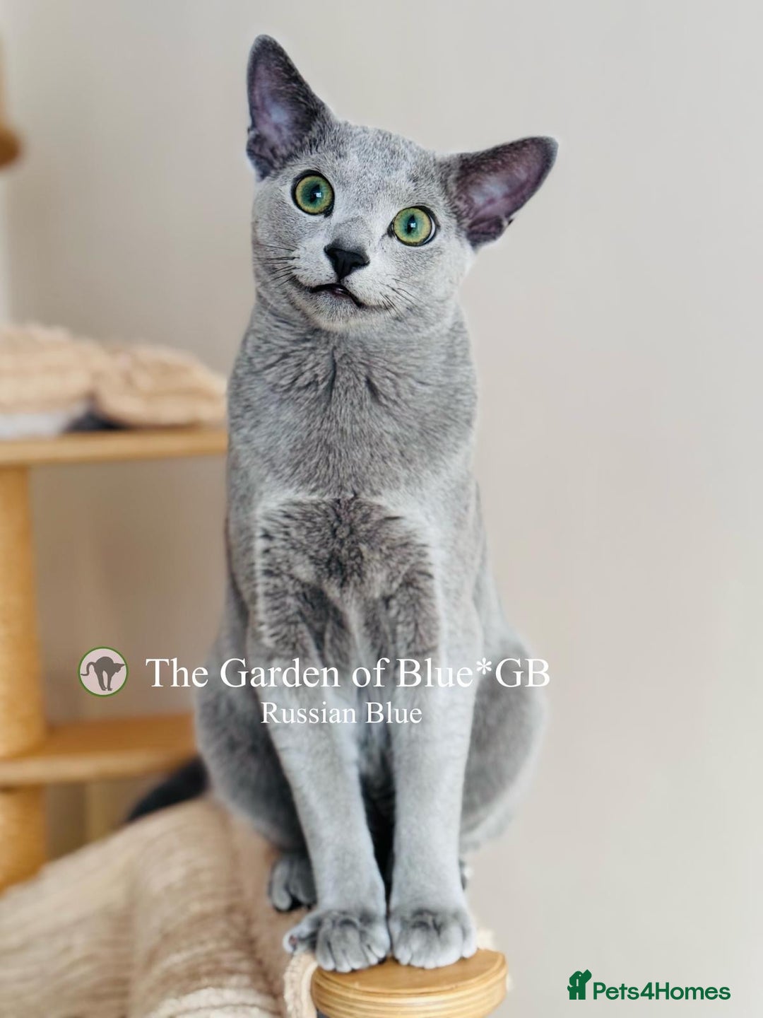 Russian Blue cats for sale: Adorable 6-Month-Old Russian Blue Kittens - Advert 11