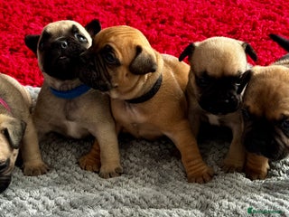 Mixed Breed dogs French Bulldog x Standard Bully Pups - Advert 1