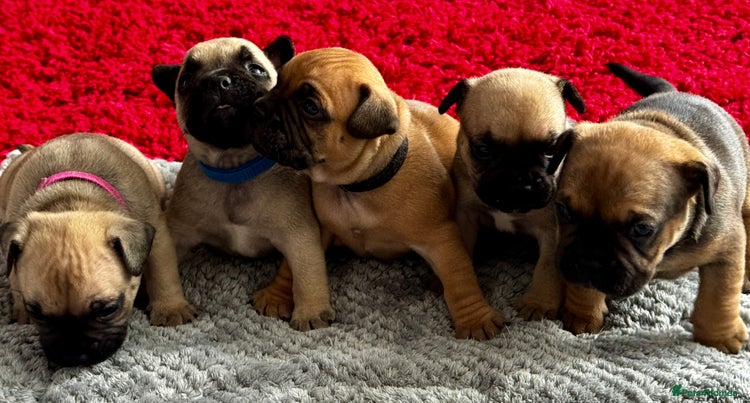 Mixed Breed dogs - Advert 3