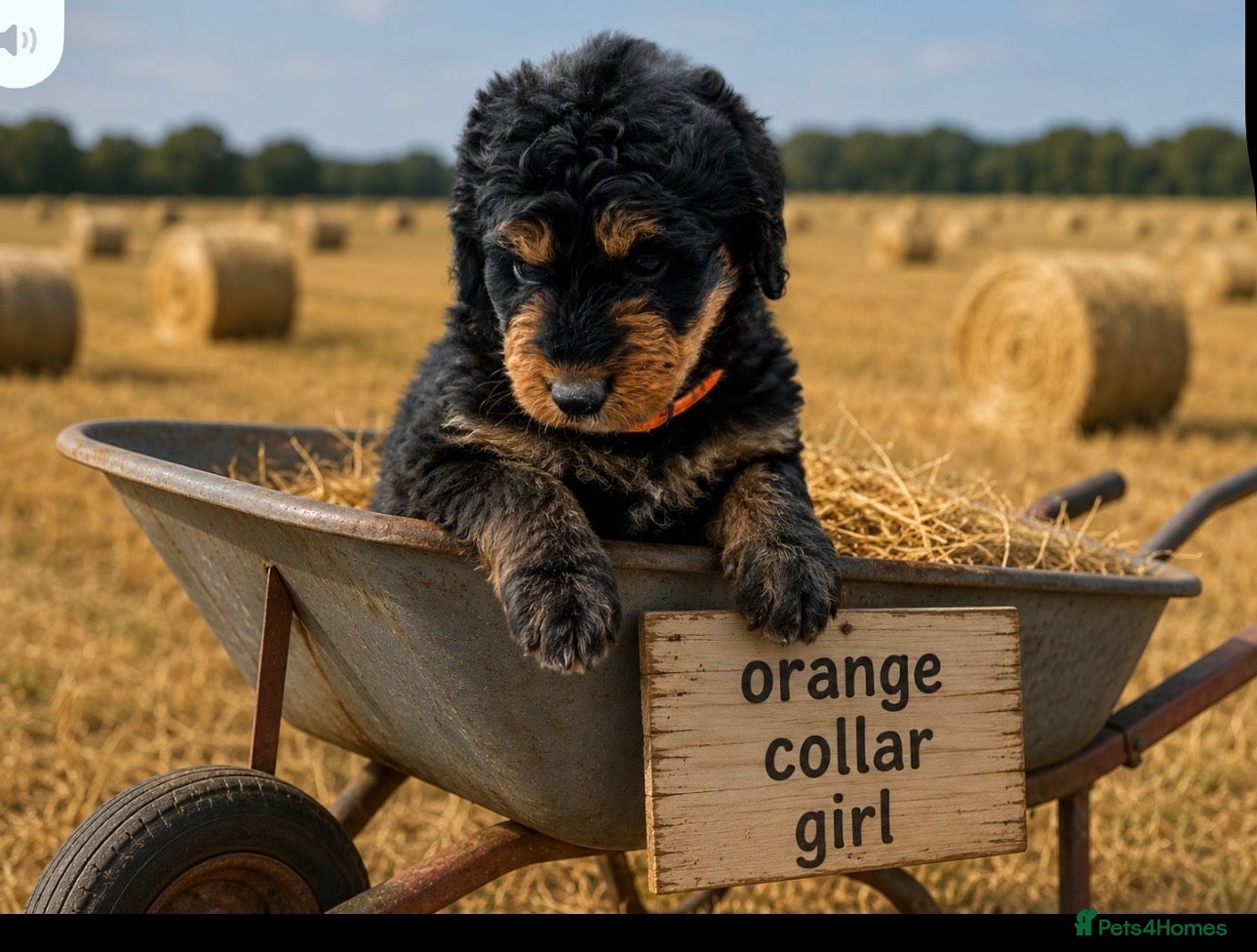 Bernedoodle dogs standard F1 Bernadoodles 5 reserved  - Advert 2