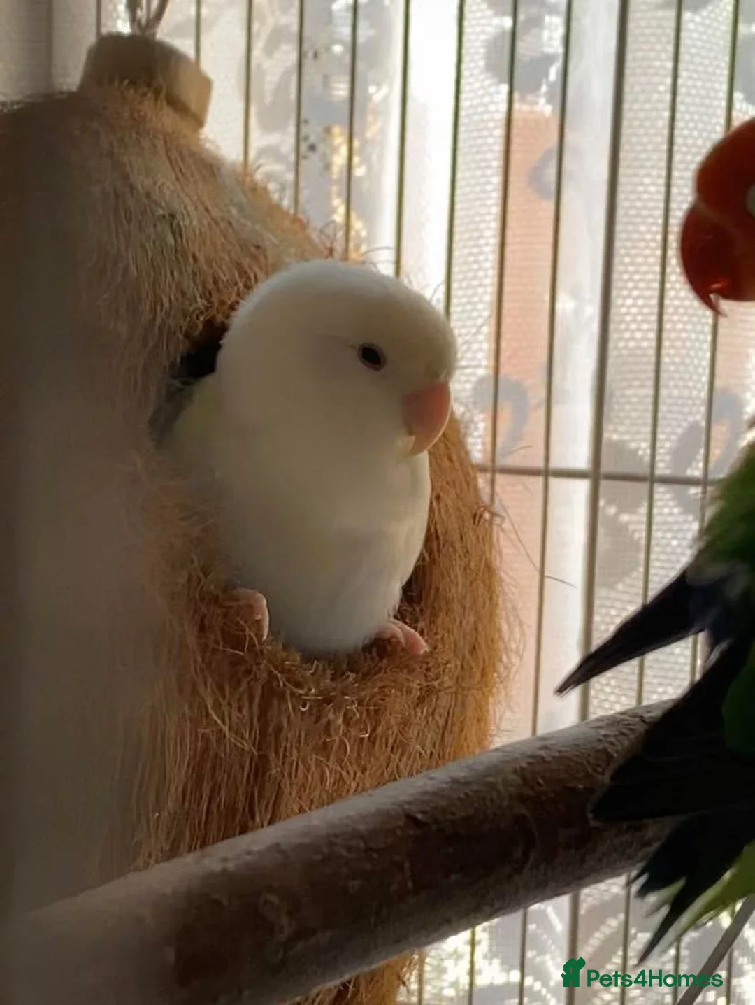 Lovebirds birds for sale: Beautiful pair of love birds  - Advert 2