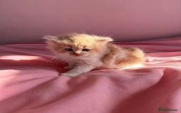 British Shorthair cats for sale: Gorgeous mixture of kittens.  - Image 1