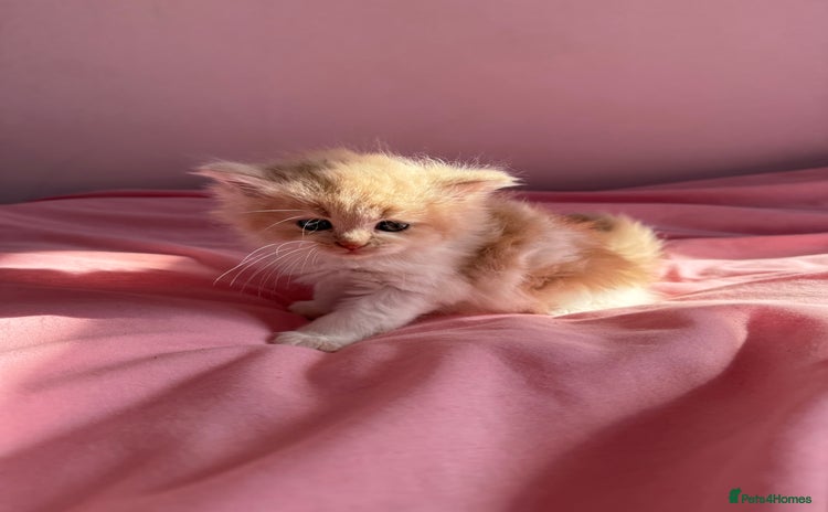 British Shorthair cats - Advert 8