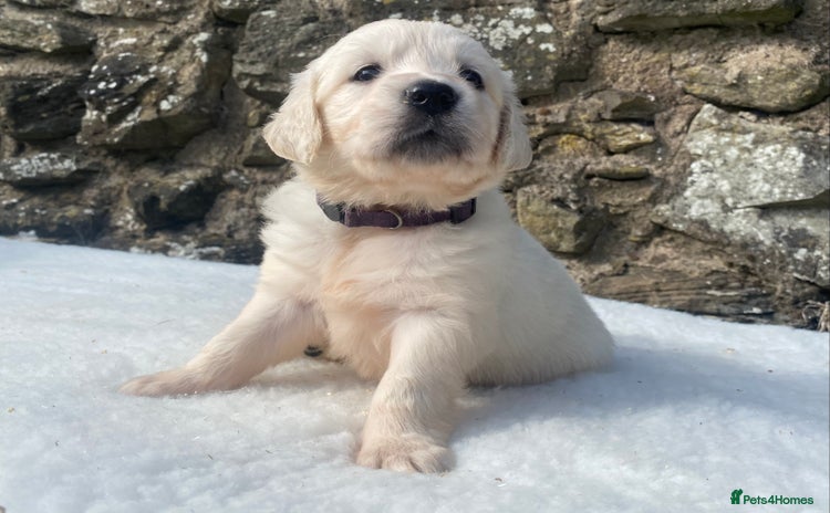 Golden Retriever dogs - Advert 4