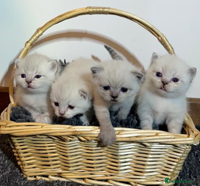 British Shorthair cats Pure Pedigree BSH Kittens for Sale - Advert 1