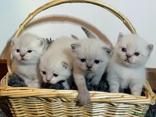 British Shorthair cats Pure Pedigree BSH Kittens for Sale - Advert 1