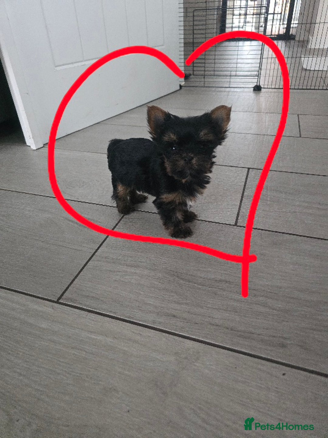 Yorkshire Terrier dogs for sale: Tiny gorgeous baby boys - Image 9