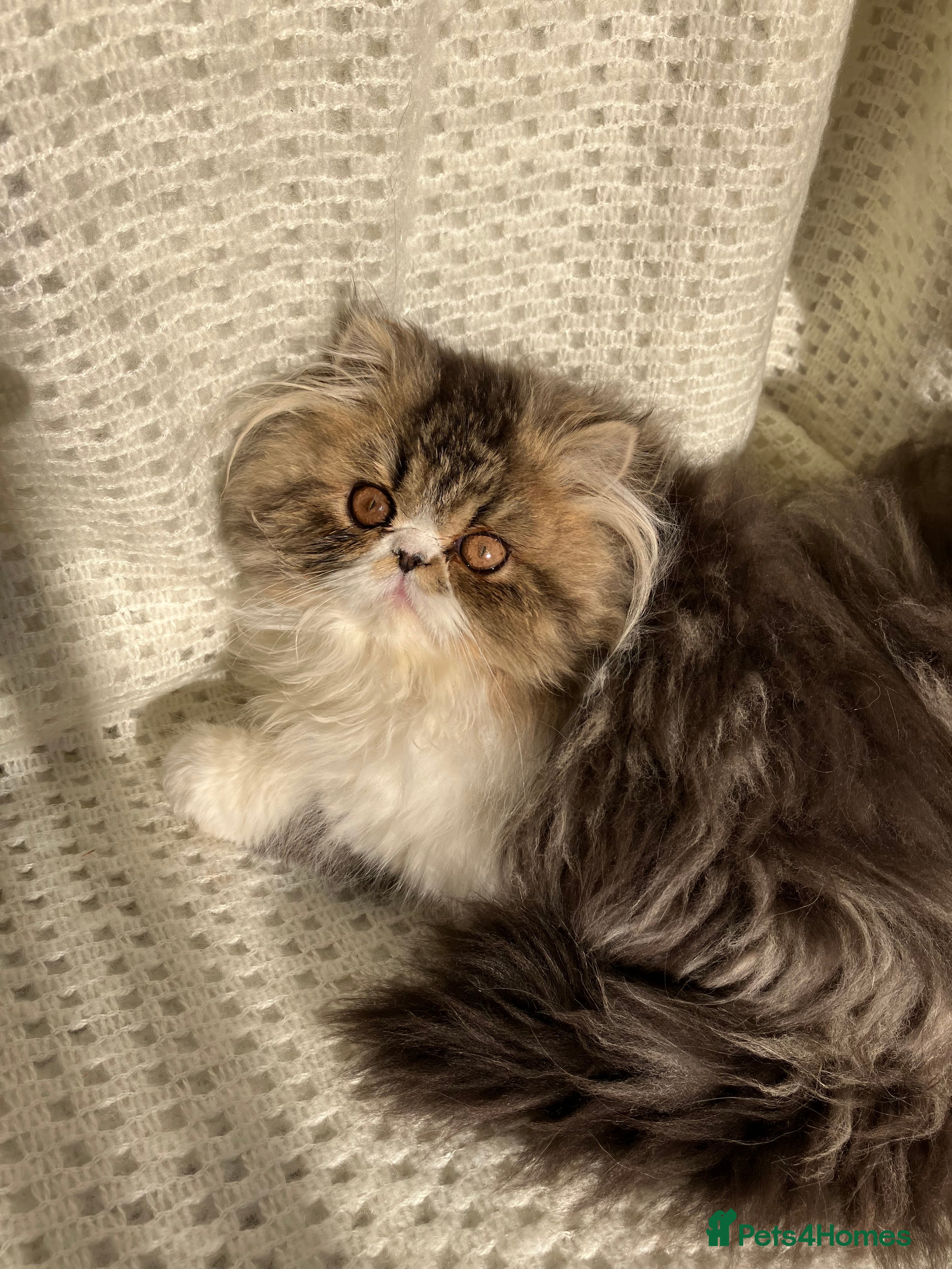 Persian cats One left GCCF registered Pure Persian Kittens  - Advert 5