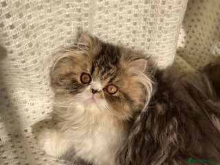 Persian cats One left GCCF registered Pure Persian Kittens - Advert 5