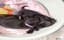 Patterdale Terrier dogs for sale: Patterdale pups - Image 13