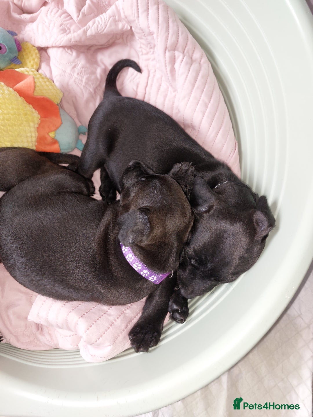Patterdale Terrier dogs for sale: Patterdale pups - Image 13