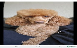 Miniature Poodle dogs for sale: Stunning spayed kc registered female  - Image 3