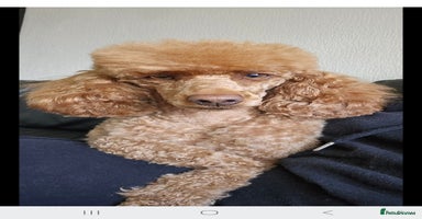 Miniature Poodle dogs - Advert 11