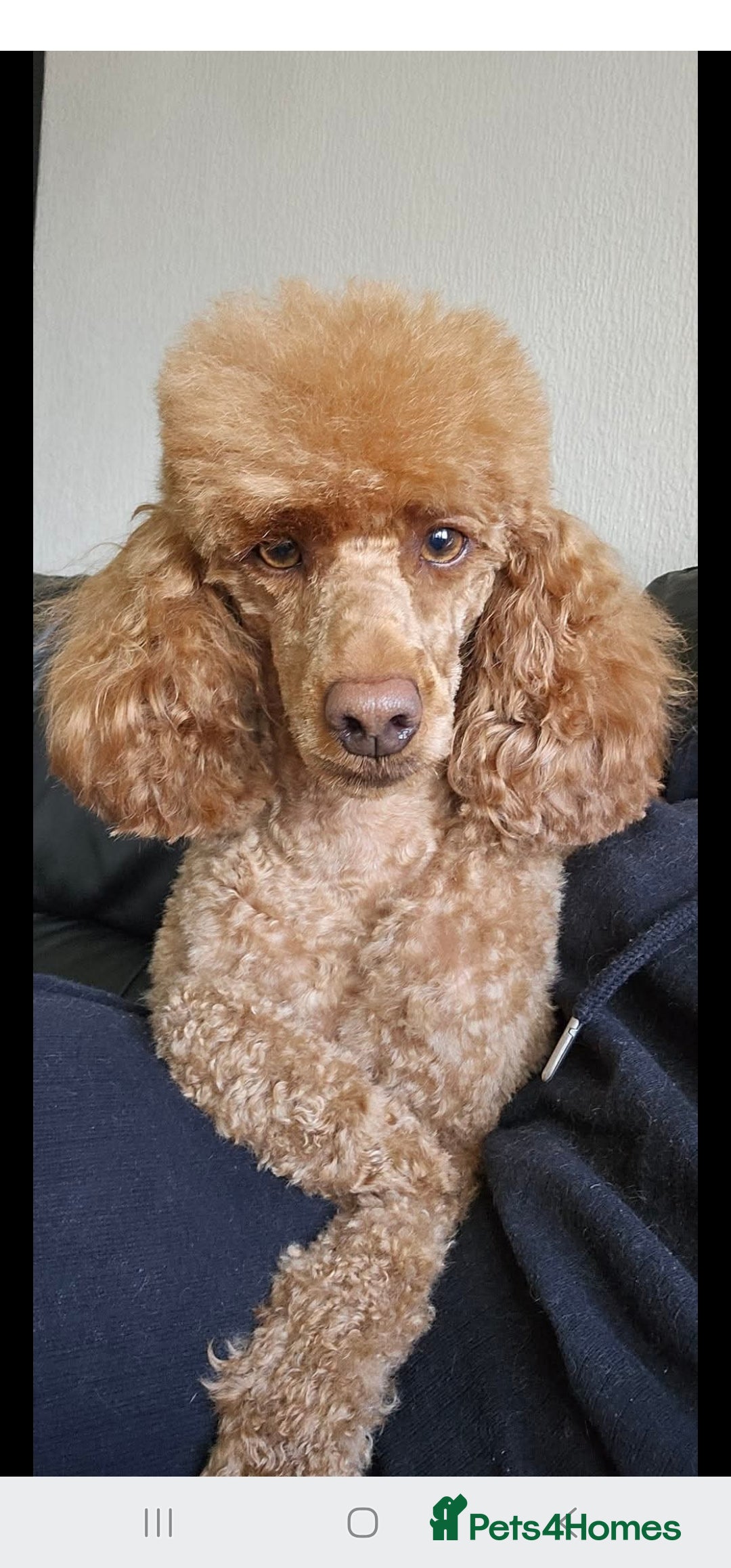 Miniature Poodle dogs for sale: Stunning spayed kc registered female  - Image 3