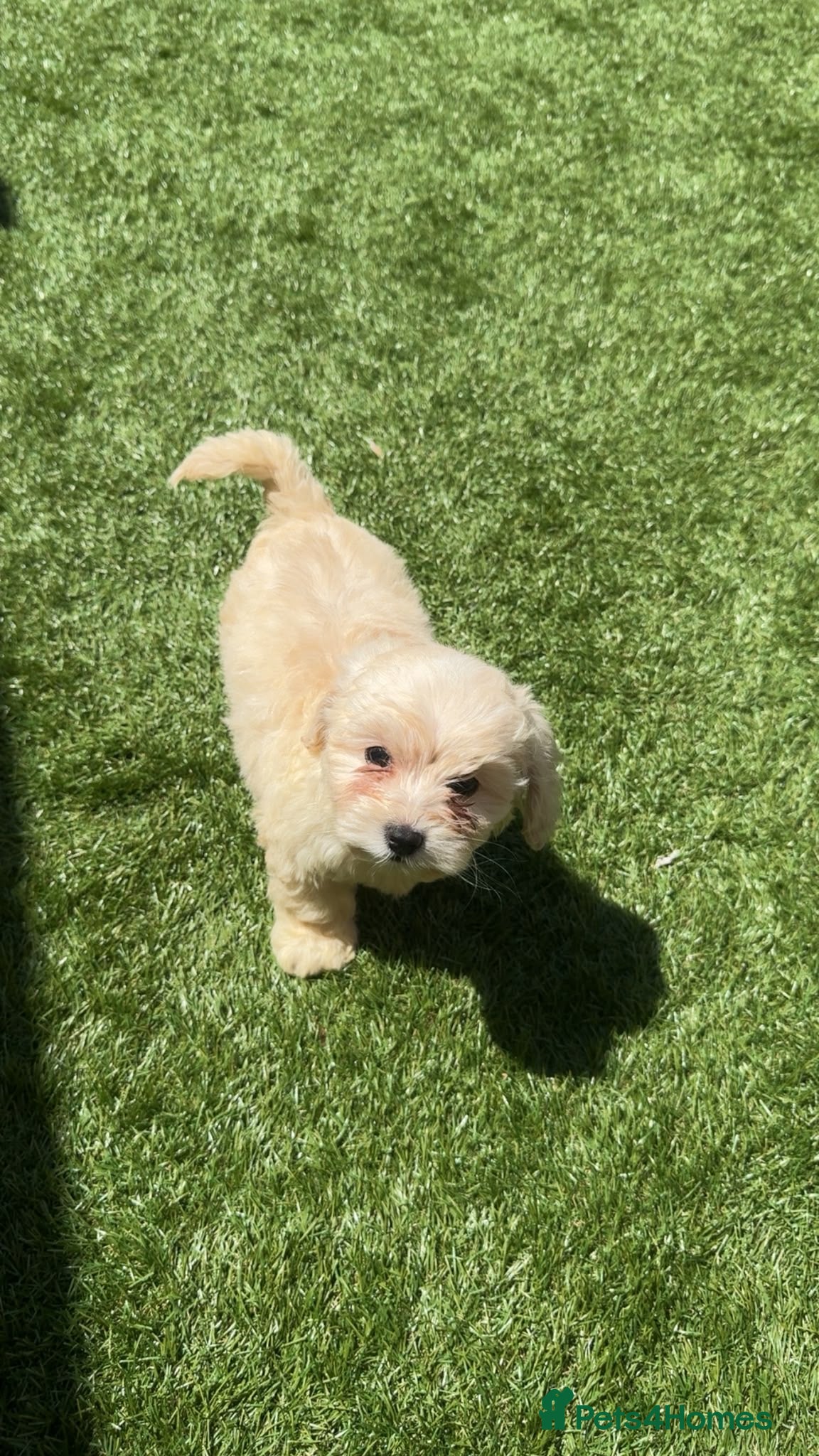 Maltipoo dogs Leo maltipoo puppy - Advert 1