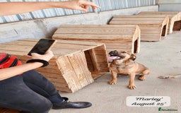 Mixed Breed dogs for adoption: Marley, approx 7 months. Available for adoption. - Image 3