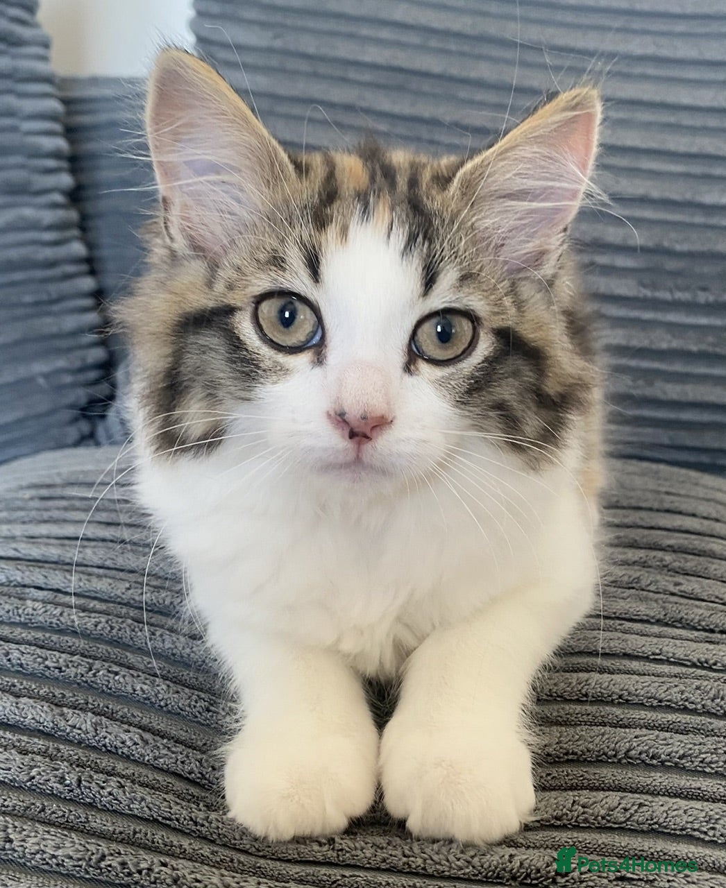Mixed Breed cats Main coon  - Advert 1